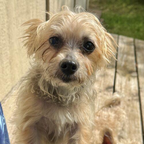 Enlarge Mindy, a Adoptable Yorkshire Terrier in Broken Arrow, OK image 3/6