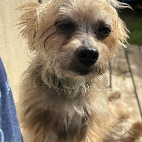 Enlarge Mindy, a Adoptable Yorkshire Terrier in Broken Arrow, OK image 4/6