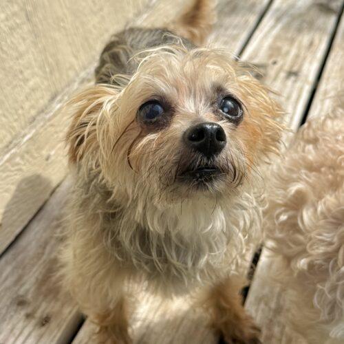 Enlarge Mindy, a Adoptable Yorkshire Terrier in Broken Arrow, OK image 5/6