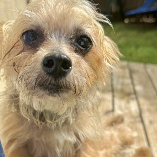 Enlarge Mindy, a Adoptable Yorkshire Terrier in Broken Arrow, OK image 6/6