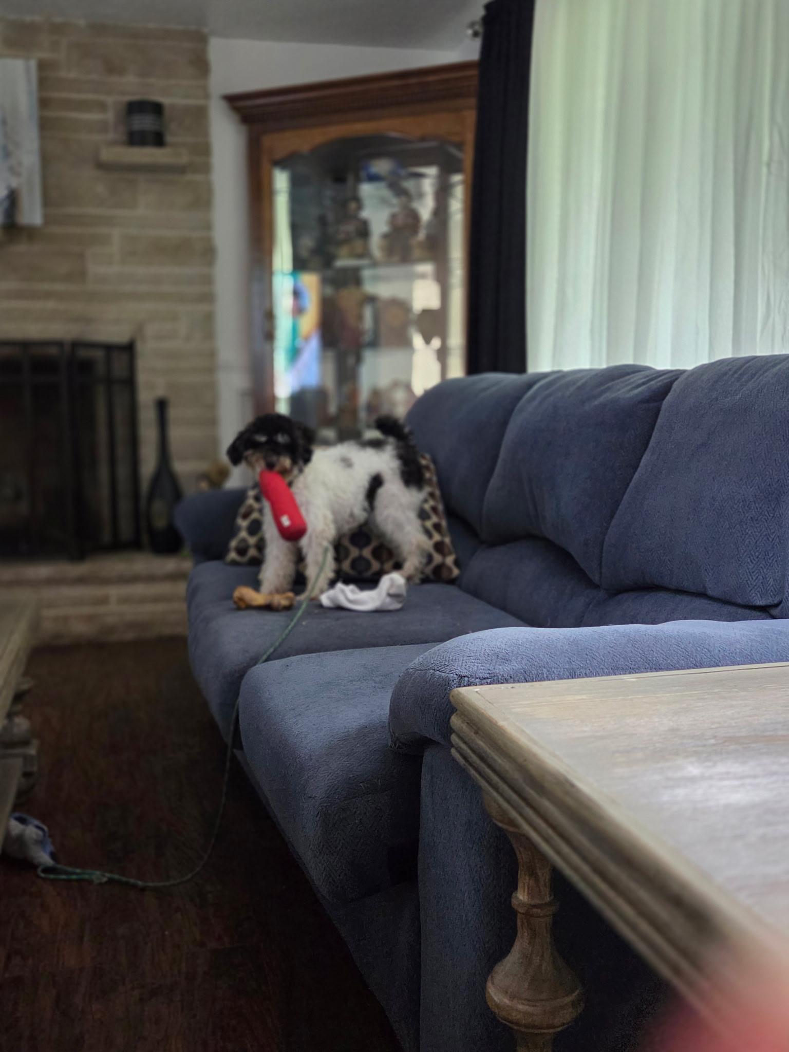 Allie, an adoptable Miniature Poodle in Alliance, OH image 2/3