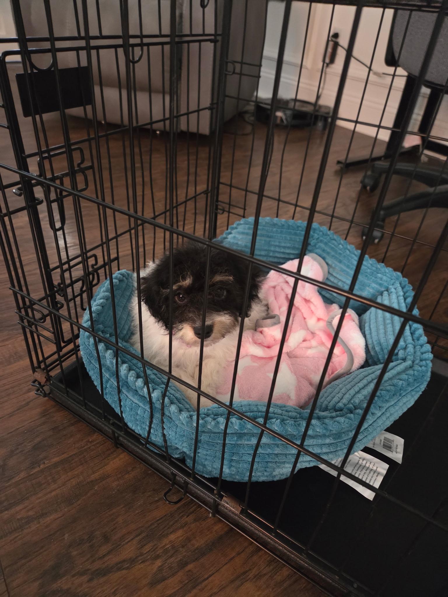 Allie, an adoptable Miniature Poodle in Alliance, OH image 3/3