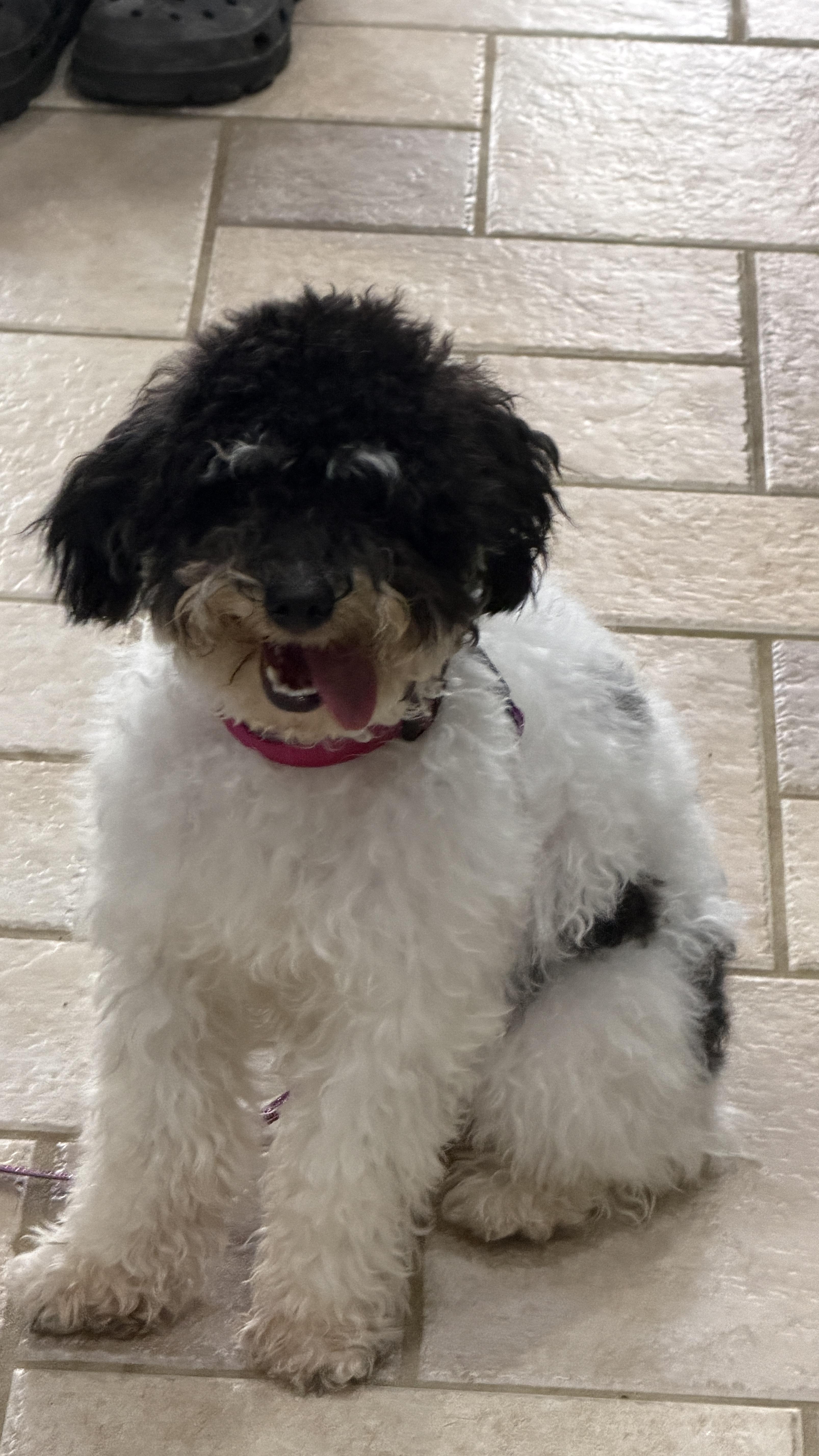 Allie, an adoptable Miniature Poodle in Alliance, OH image 1/3