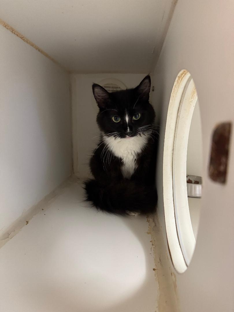 Scottie, ADOPTABLE, Young Female Tuxedo.