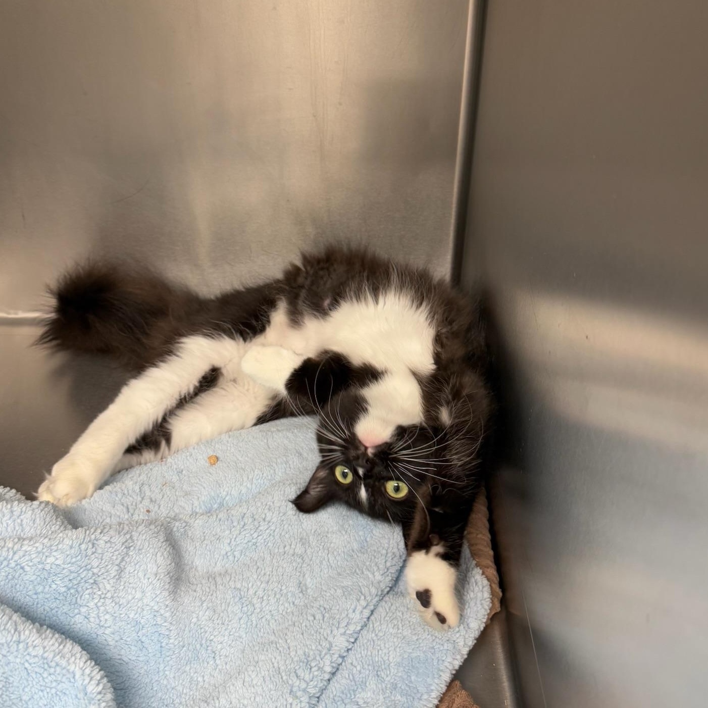 Enlarge Scottie, a ADOPTABLE Tuxedo in Kent, WA image 1/3