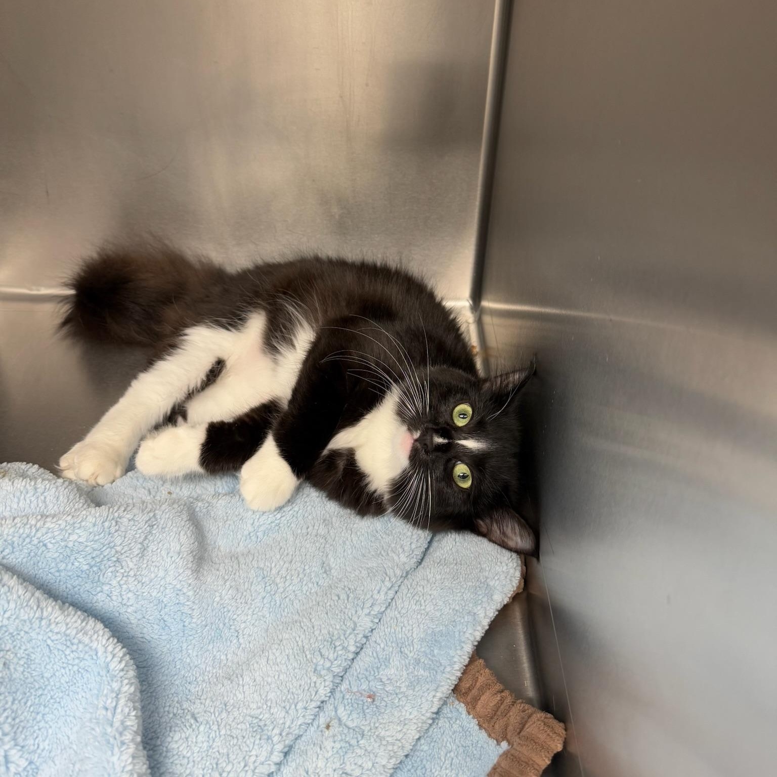 Scottie, ADOPTABLE, Kitten Female Tuxedo.