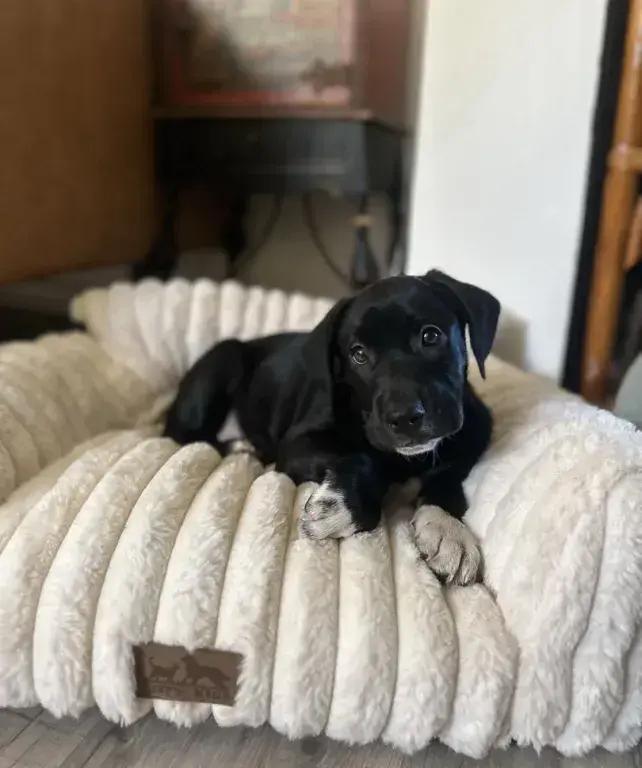 Enlarge Pop, a Adoptable mixed breed in Grand Rapids, MI image 1/6