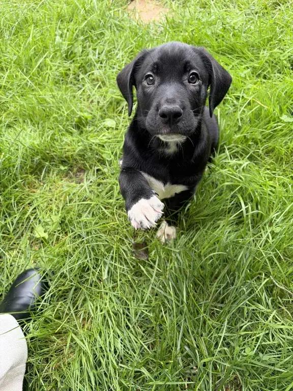 Enlarge Pop, a Adoptable mixed breed in Grand Rapids, MI image 3/6