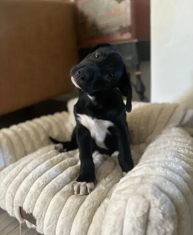 Enlarge Pop, a Adoptable mixed breed in Grand Rapids, MI image 5/6