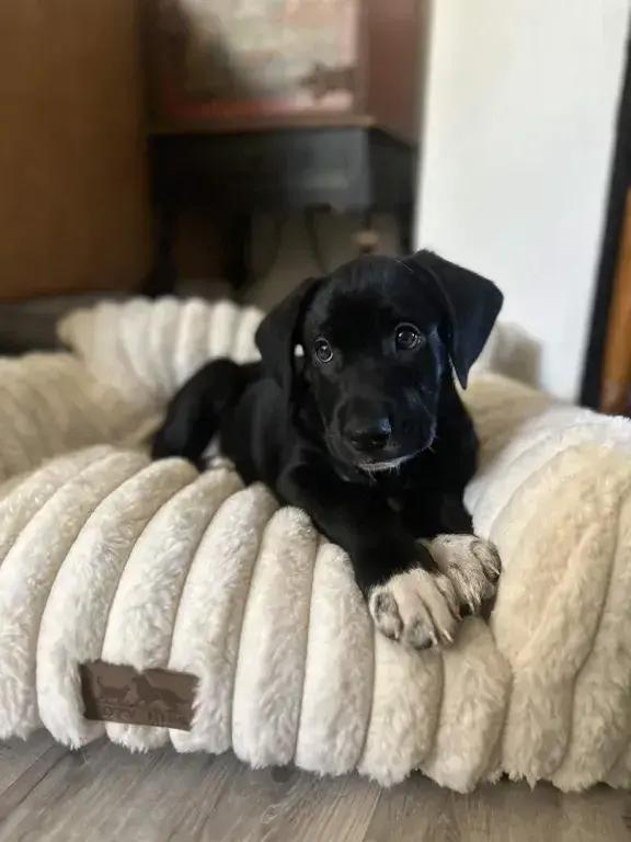 Enlarge Pop, a Adoptable mixed breed in Grand Rapids, MI image 6/6