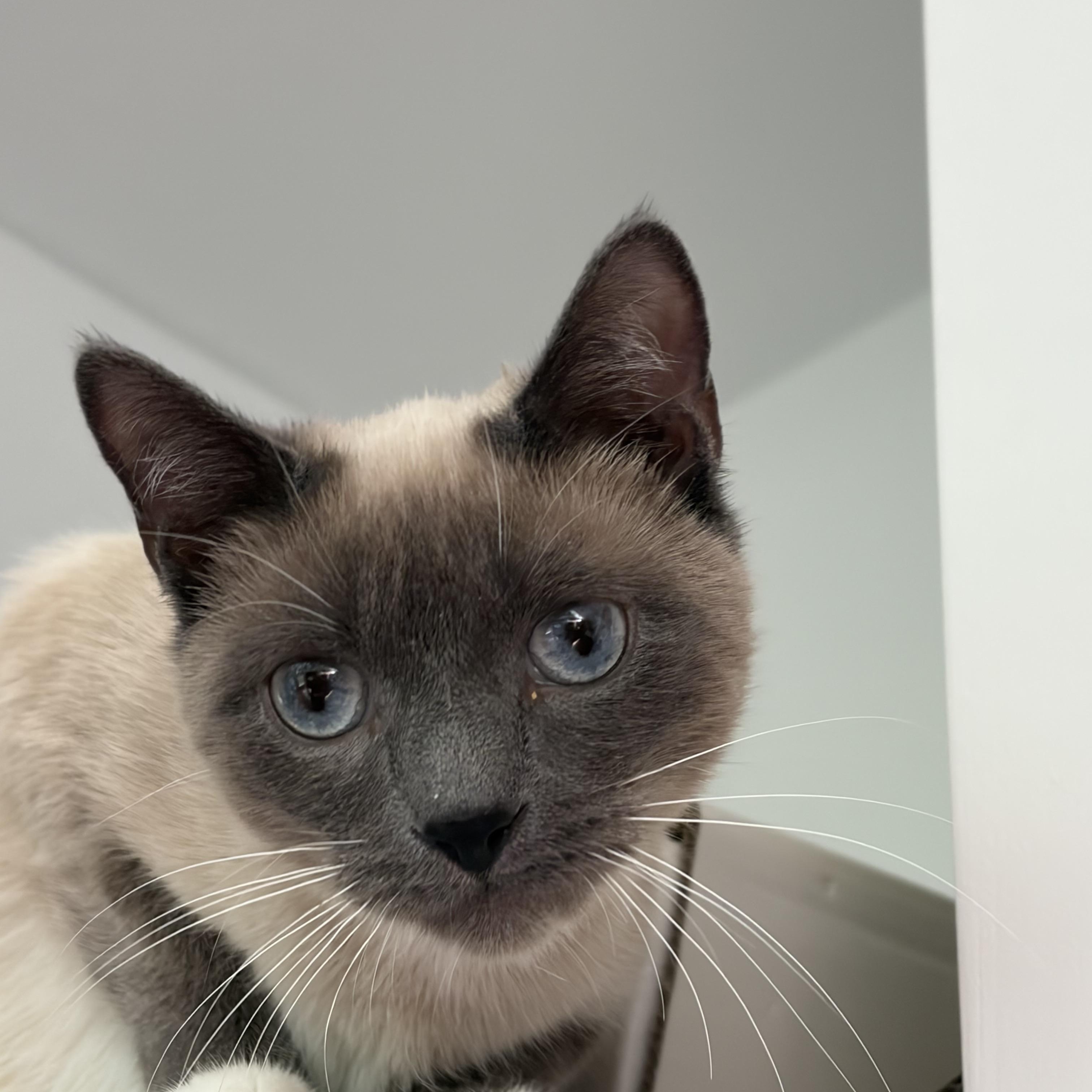 Karen, an adopted Applehead Siamese in AQUEBOGUE, NY image 2/3