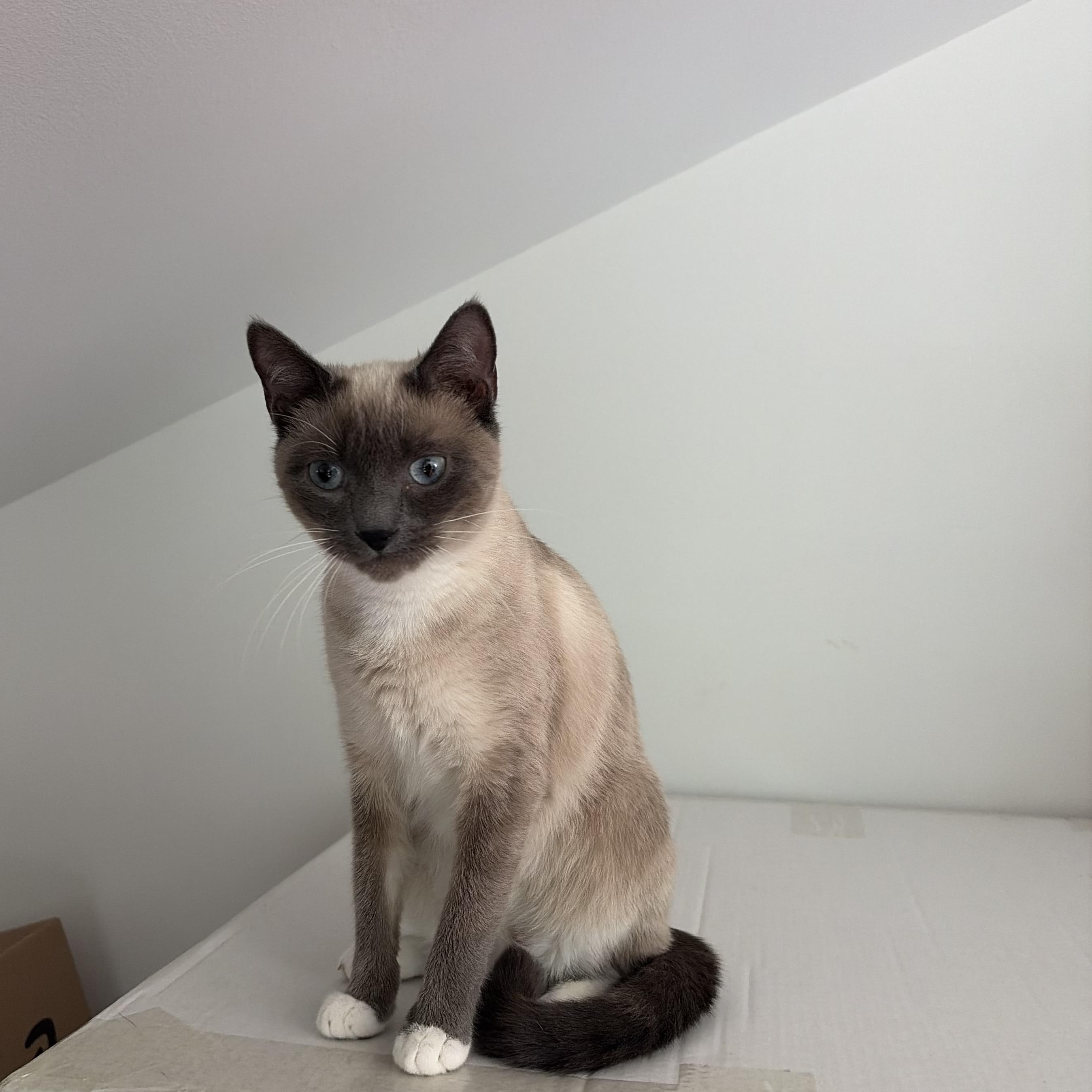 Karen, an adopted Applehead Siamese in AQUEBOGUE, NY image 3/3
