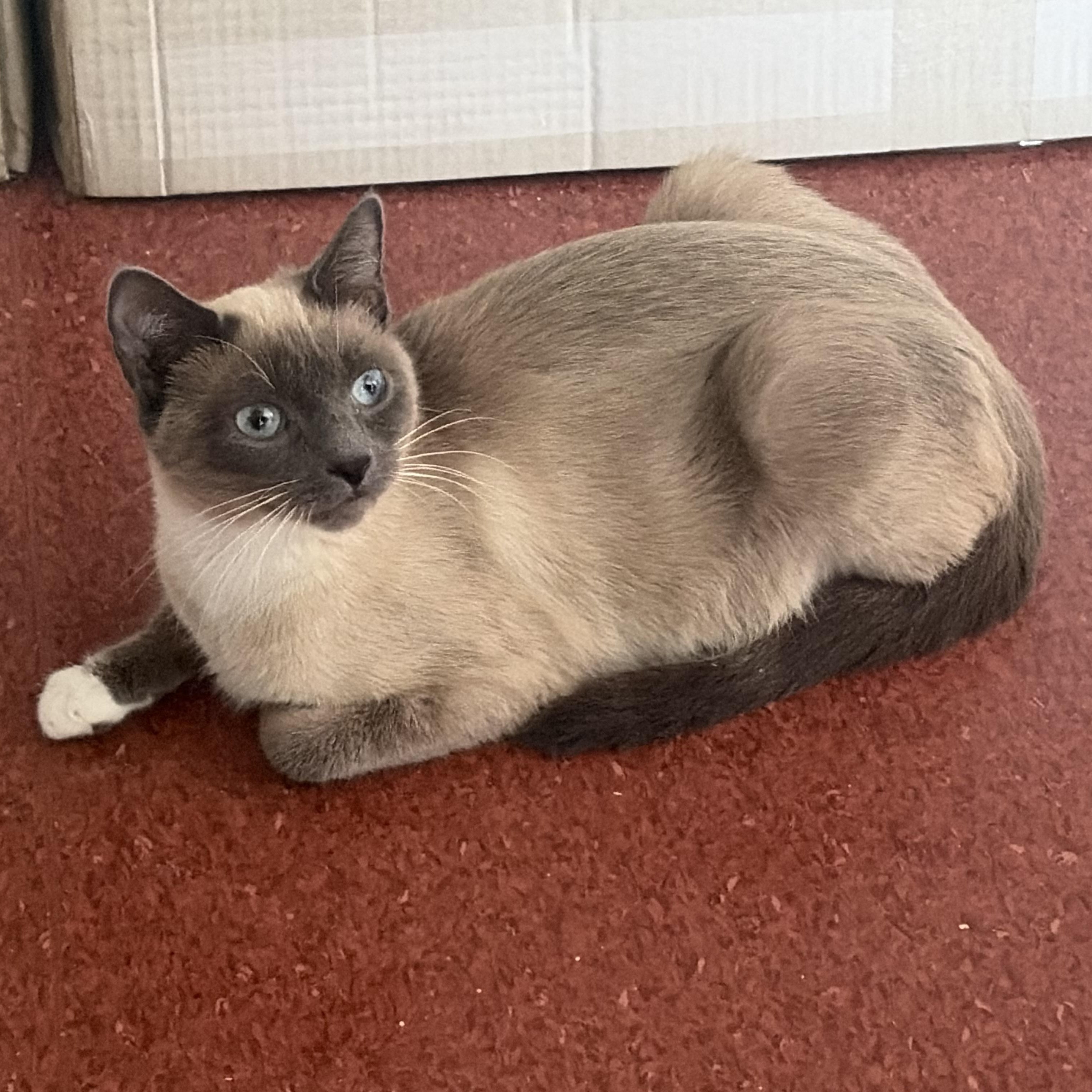 Karen, adopted, Adult Female Applehead Siamese.