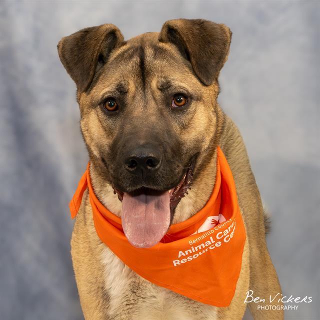 Enlarge LUCAS, a Adoptable mixed breed in Albuquerque, NM image 1/1