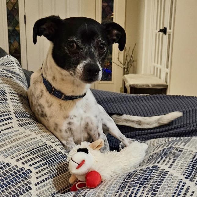Enlarge Chip, a Adoptable mixed breed in Huntsville, AL image 2/3