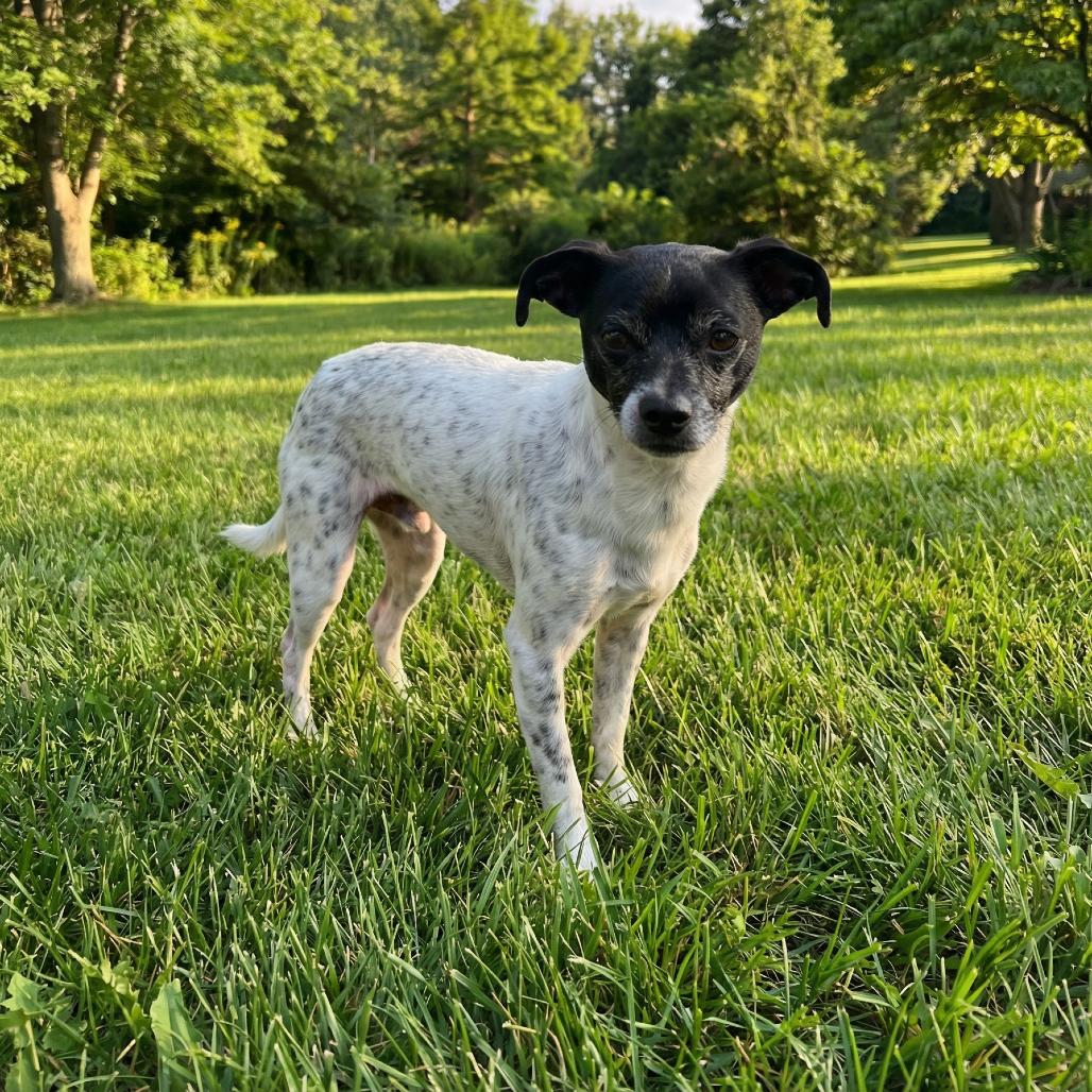 Enlarge Chip, a Adoptable mixed breed in Huntsville, AL image 3/3