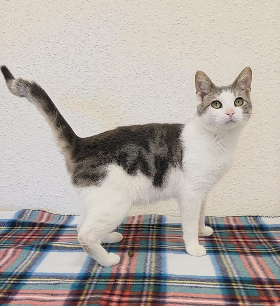 Dustin, ADOPTABLE, Young Male Domestic Short Hair.