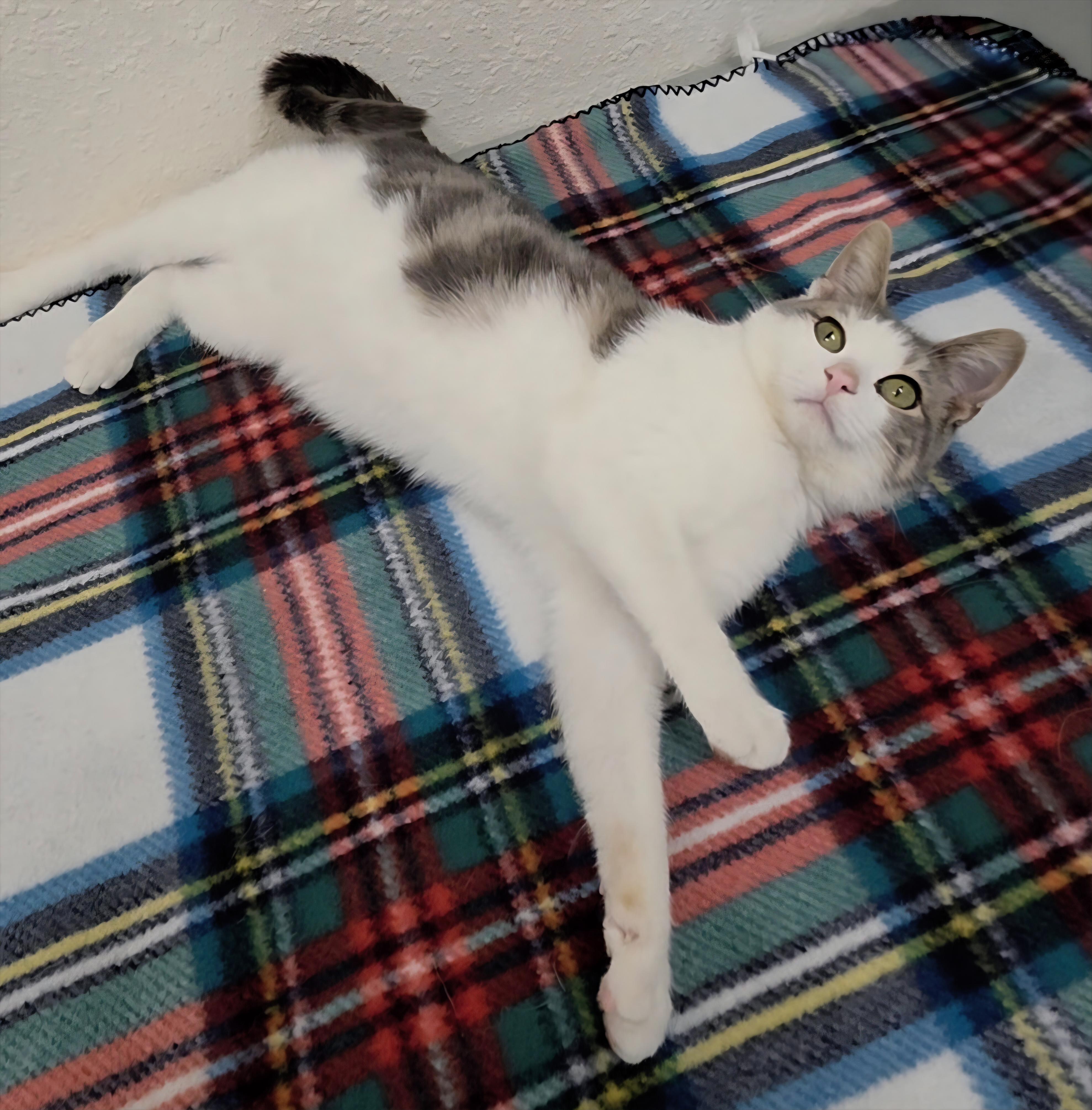 Enlarge Dustin, a ADOPTABLE Domestic Short Hair in Red Wing, MN image 3/5