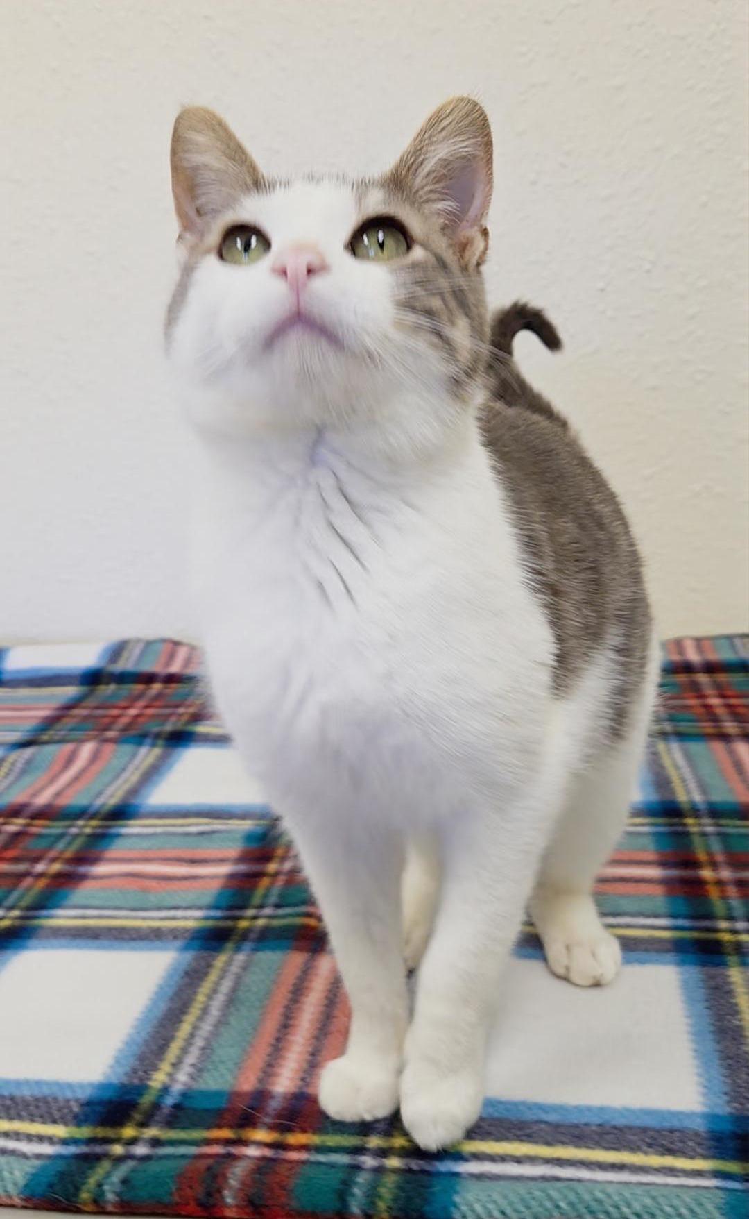 Enlarge Dustin, a ADOPTABLE Domestic Short Hair in Red Wing, MN image 5/5