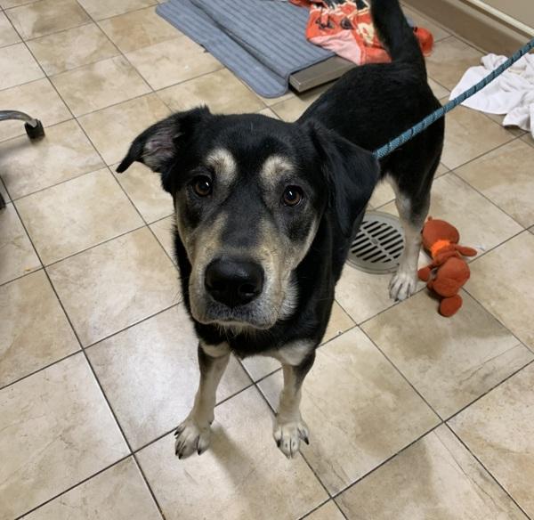 Buckaroo (mcas), Adoptable, Adult Male Shepherd.