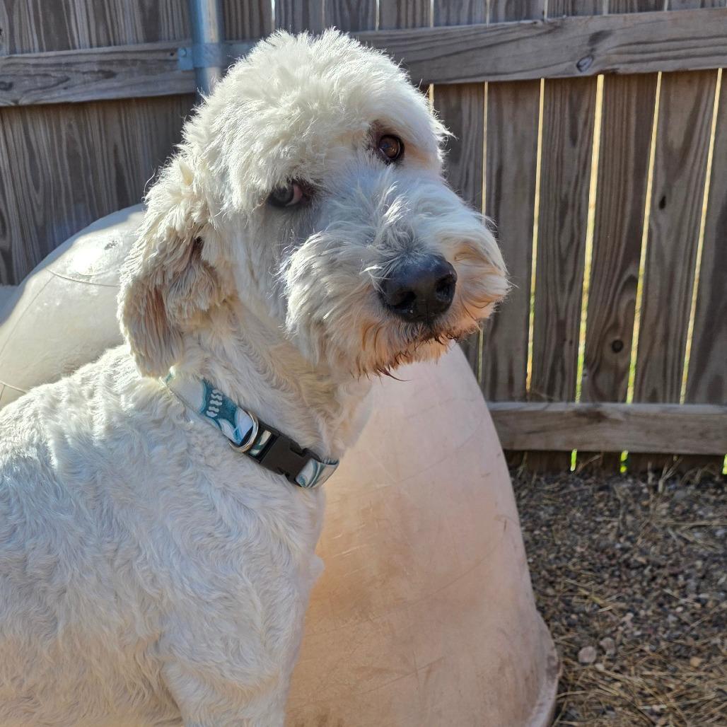 Winston2, Adoptable, Adult Male Standard Poodle & Labrador Retriever.