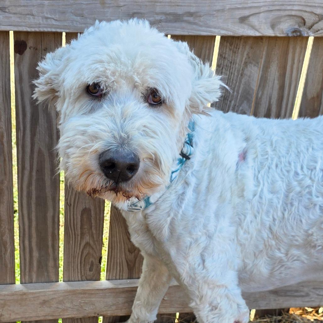 Enlarge Winston2, a Adoptable mixed breed in Goltry, OK image 2/2