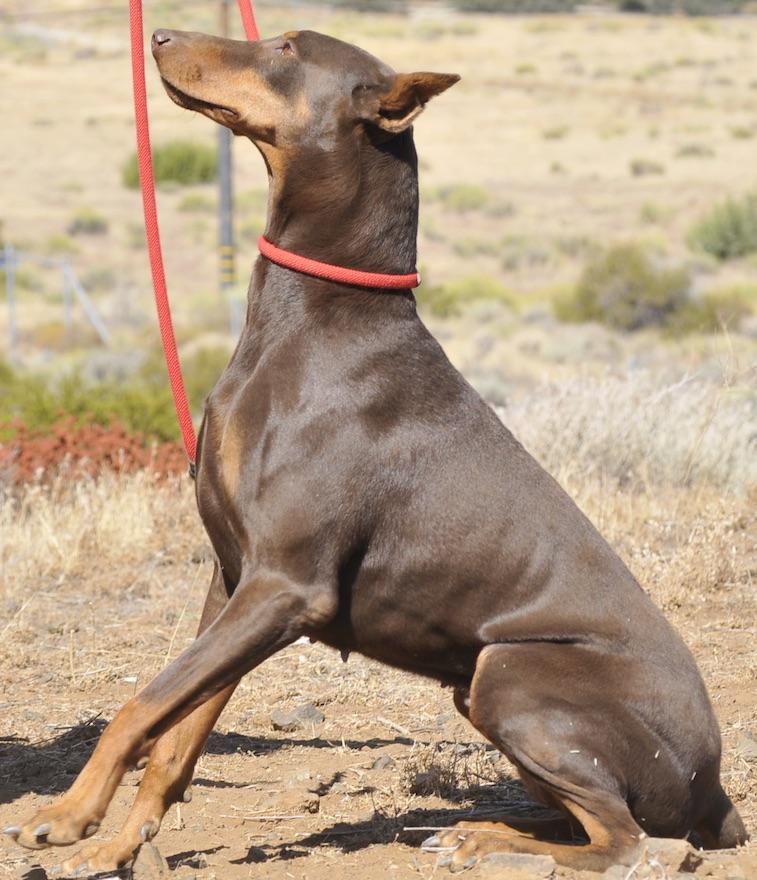 Spice, Adoptable, Young Female Doberman Pinscher.