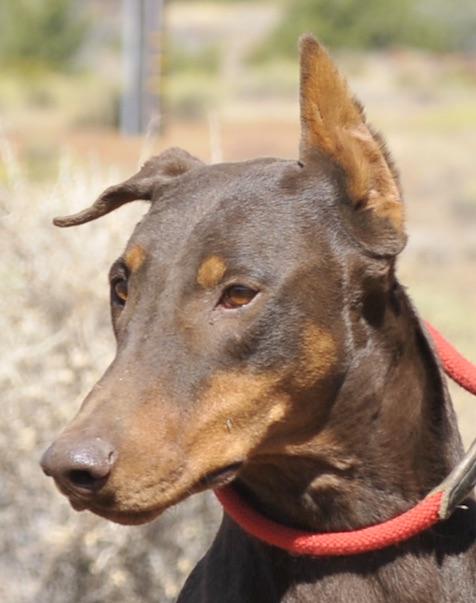 Enlarge Spice, a Adoptable Doberman Pinscher in Tehachapi, CA image 2/3