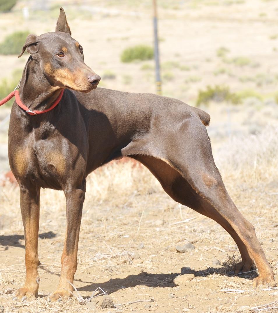 Enlarge Spice, a Adoptable Doberman Pinscher in Tehachapi, CA image 3/3