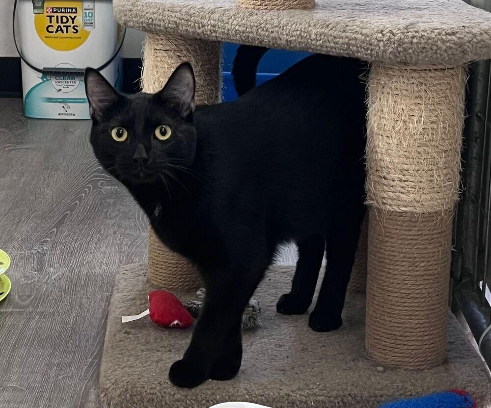 Enlarge Jett, a Adoptable Domestic Short Hair in McPherson, KS image 1/1