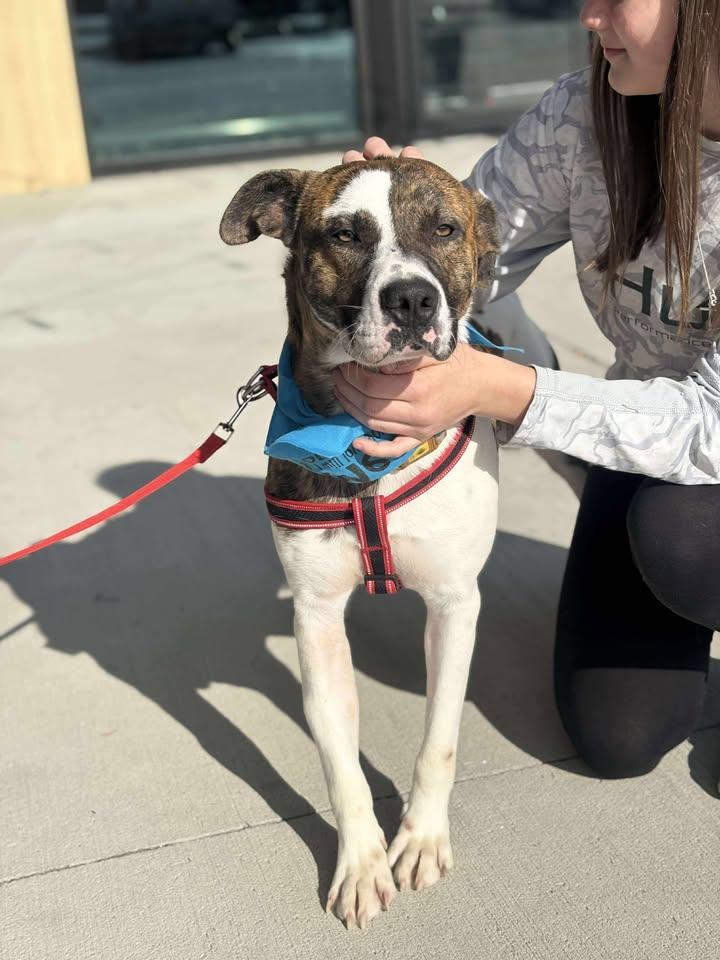 Enlarge Vance, a ADOPTABLE Mixed Breed in Mullins, SC image 2/2