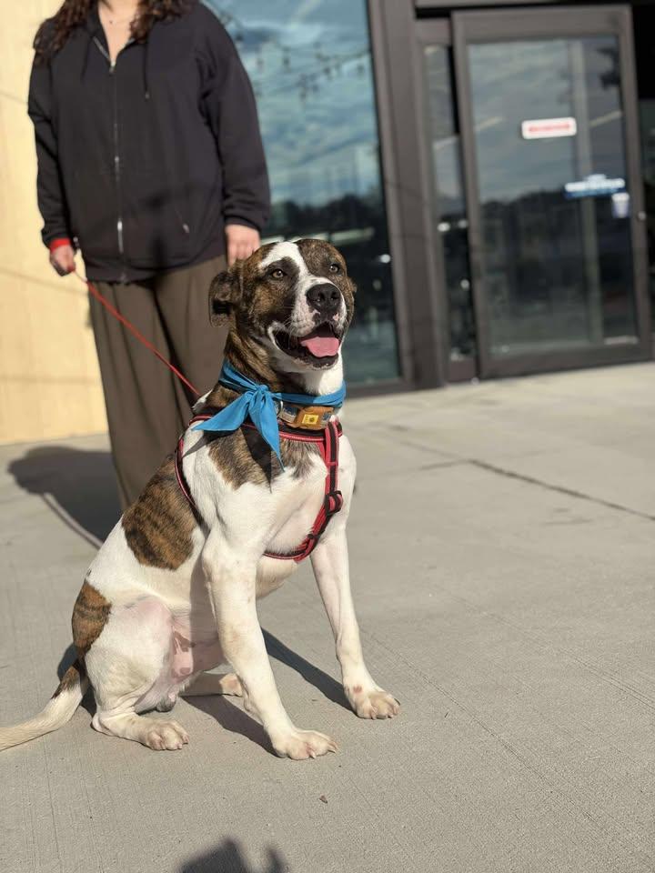 Enlarge Vance, a ADOPTABLE Mixed Breed in Mullins, SC image 1/2
