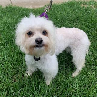 DUNCAN, a Adoptable Maltipoo in Santa Monica, CA image 1/4