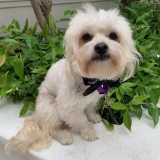 DUNCAN, Adoptable, Young Male Maltipoo.