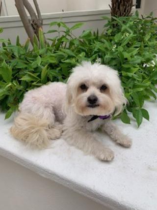 DUNCAN, a Adoptable Maltipoo in Santa Monica, CA image 3/4