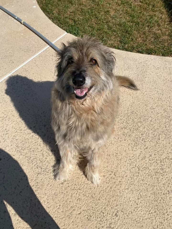 Mack, Adoptable, Adult Male Poodle.