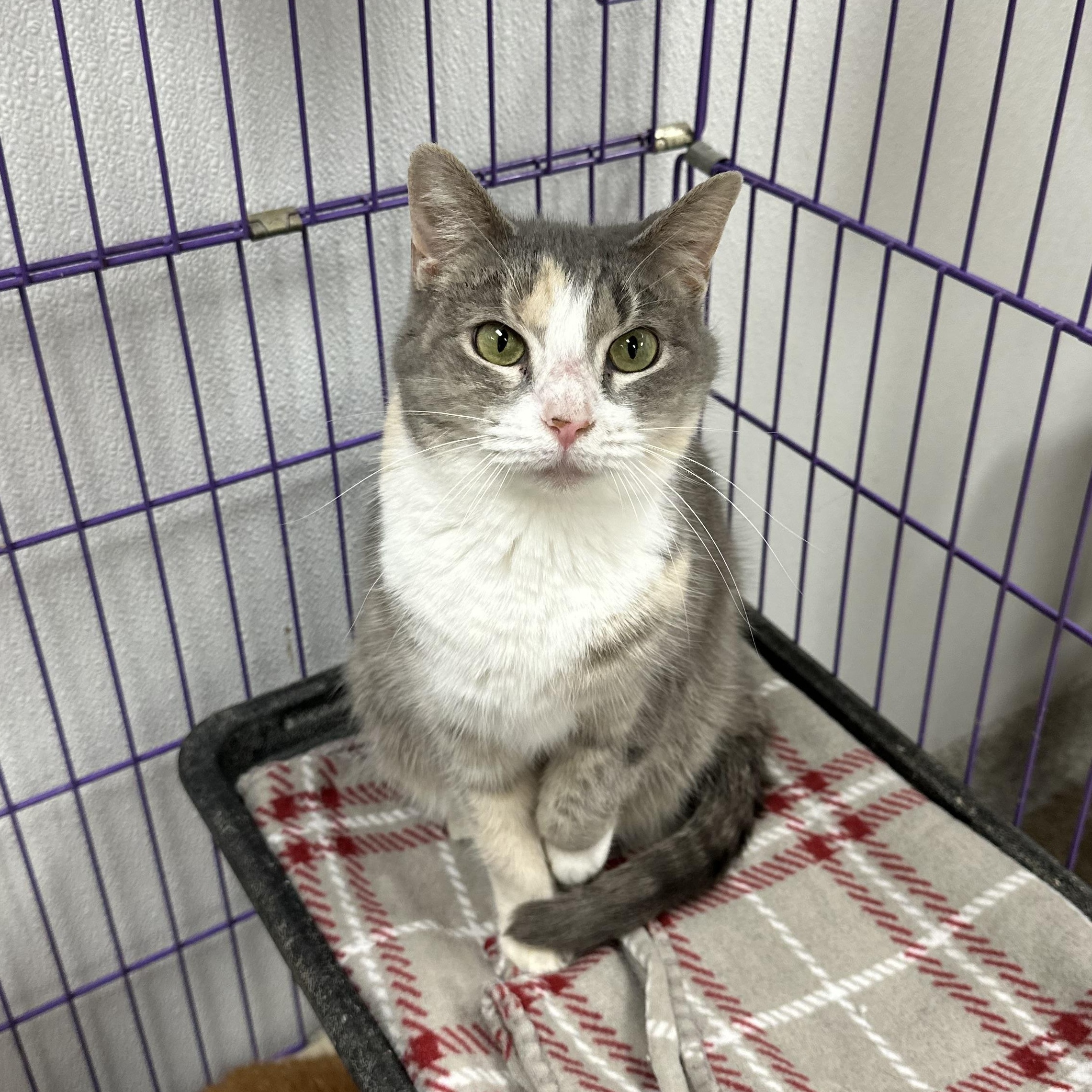 Violet, Adult Female unknown