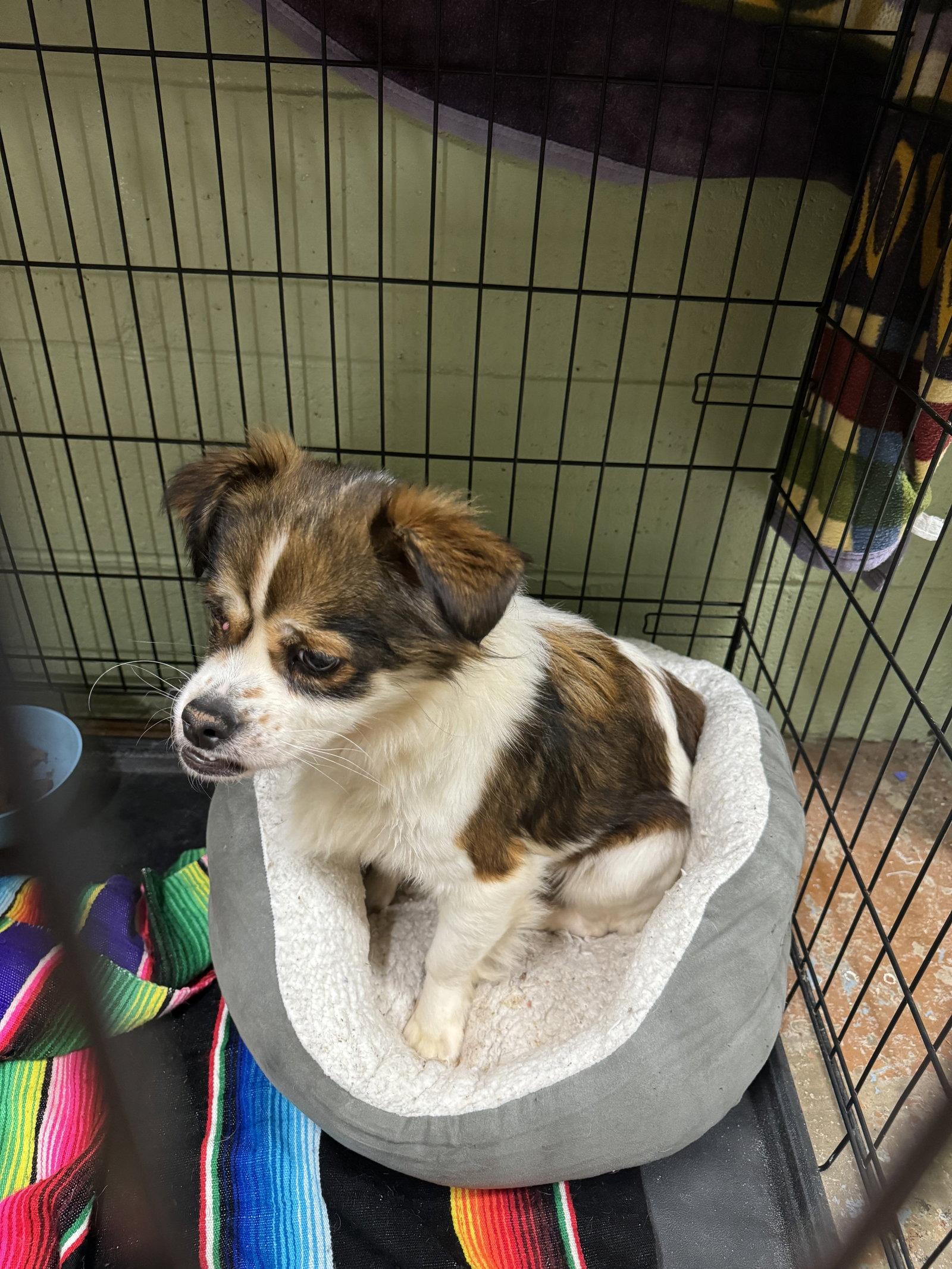 Petunia, Adopted, Adult Female Mixed Breed.