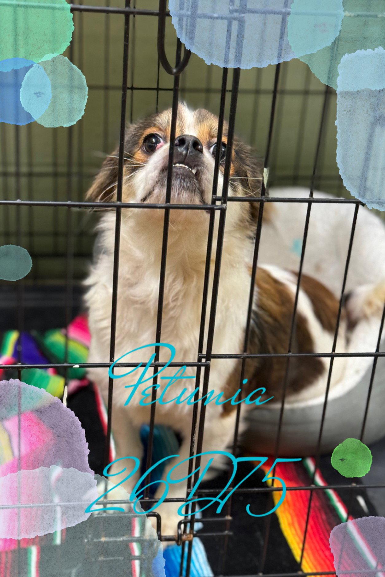 Petunia, a Adopted Mixed Breed in New Martinsville, WV image 2/3