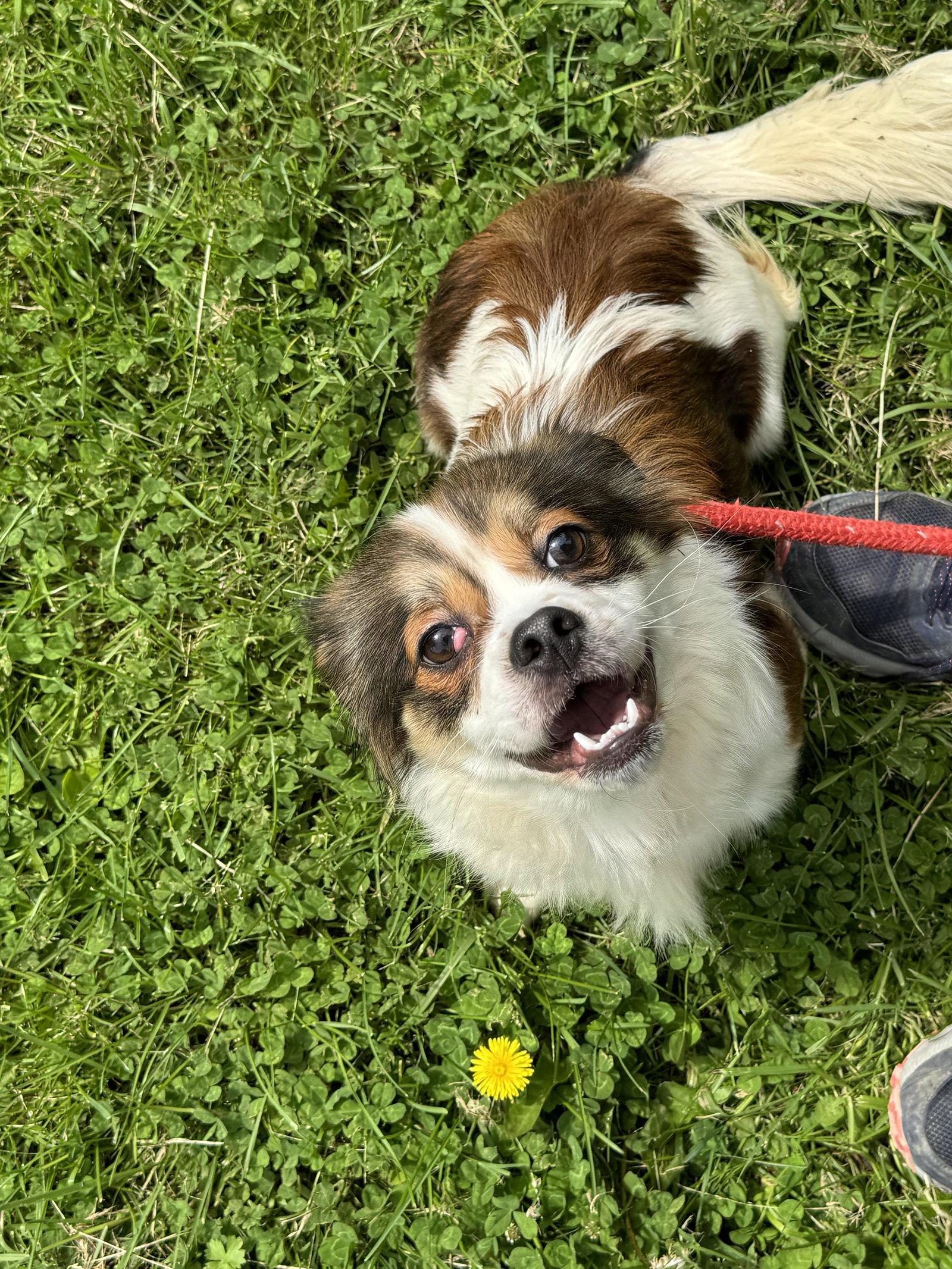 Petunia, a Adopted Mixed Breed in New Martinsville, WV image 3/3