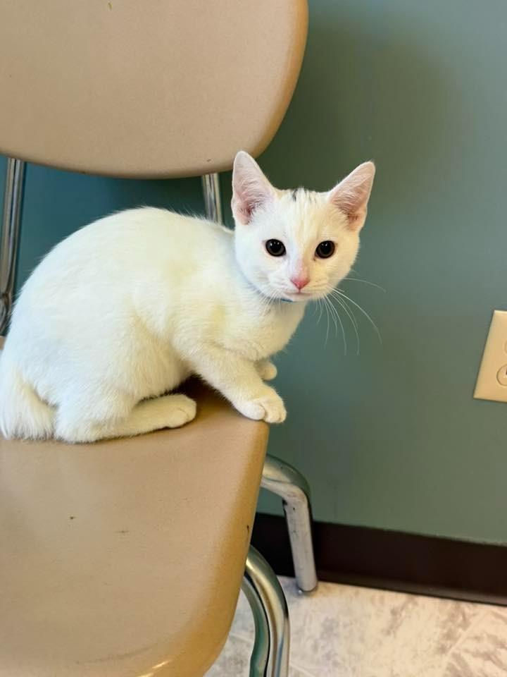 TOFU, Adoptable, Young Female Domestic Short Hair.