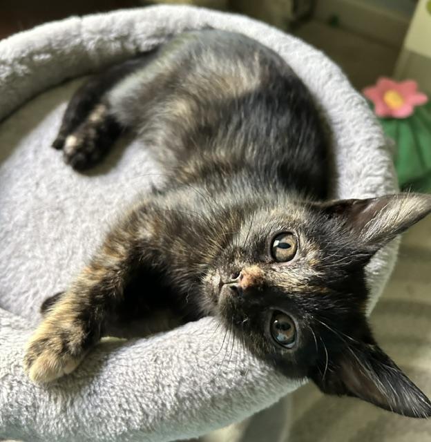 Tatum, ADOPTABLE, Kitten Female Domestic Short Hair.