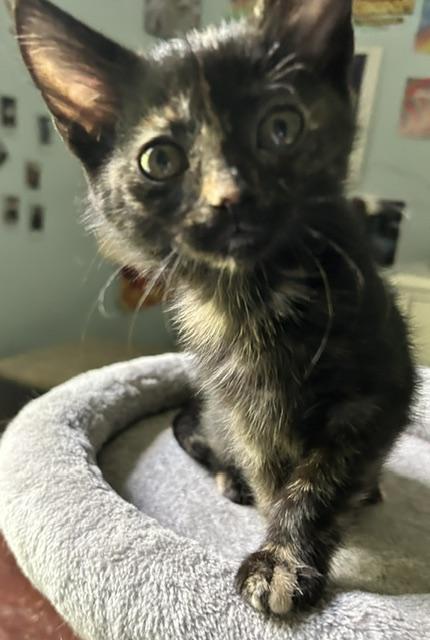 Enlarge Tatum, a ADOPTABLE Domestic Short Hair in Reynoldsburg, OH image 2/2