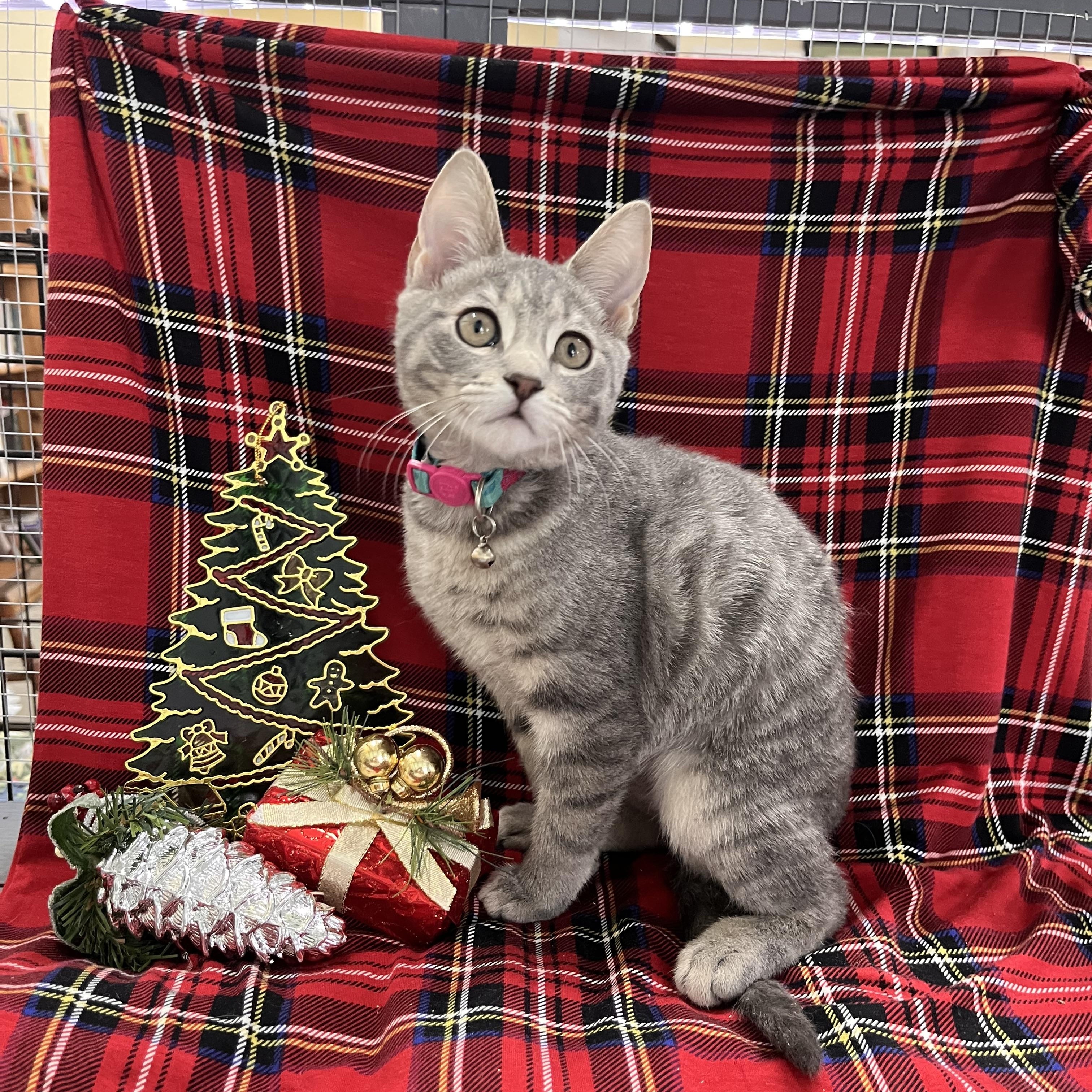 Enlarge Winnie, an adopted Domestic Short Hair in Maryville, TN image 2/2