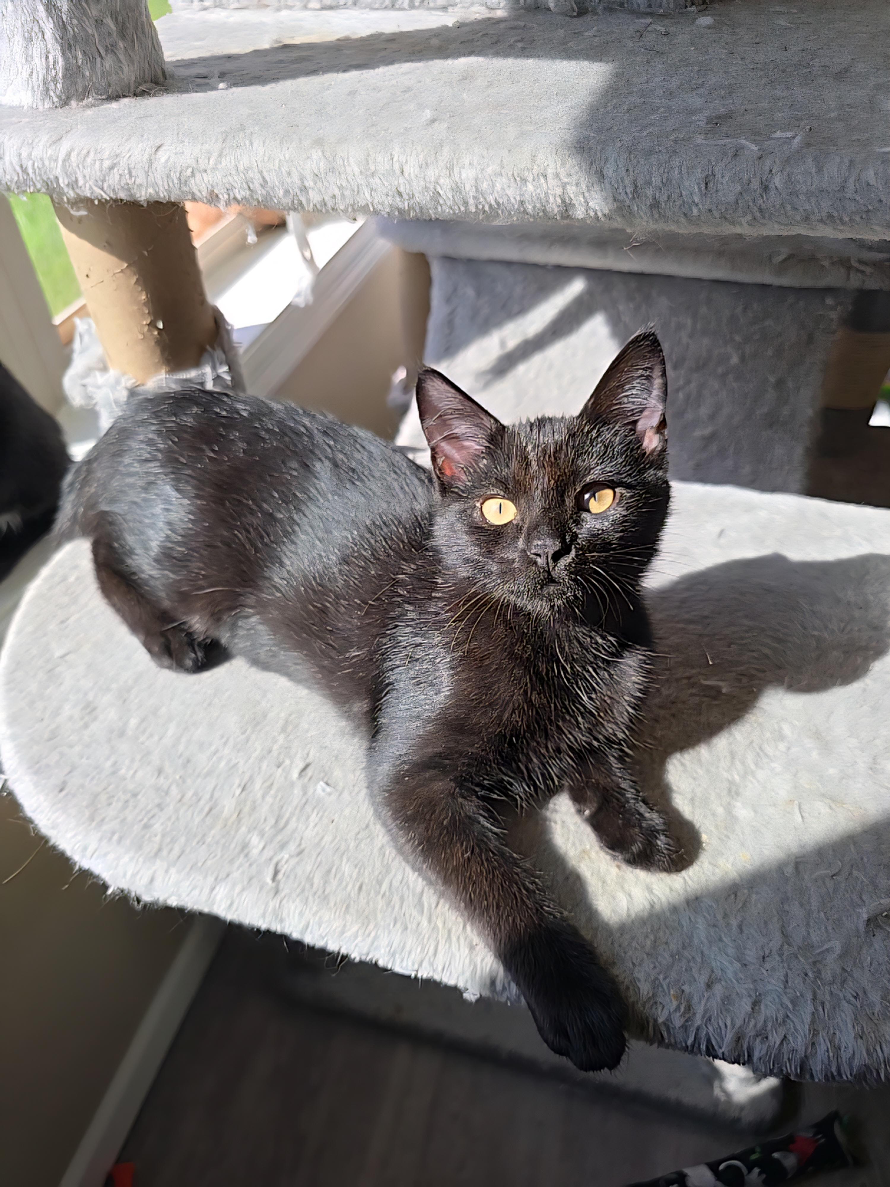 Enlarge Pesto, a Adoptable mixed breed in Big Lake, MN image 2/6