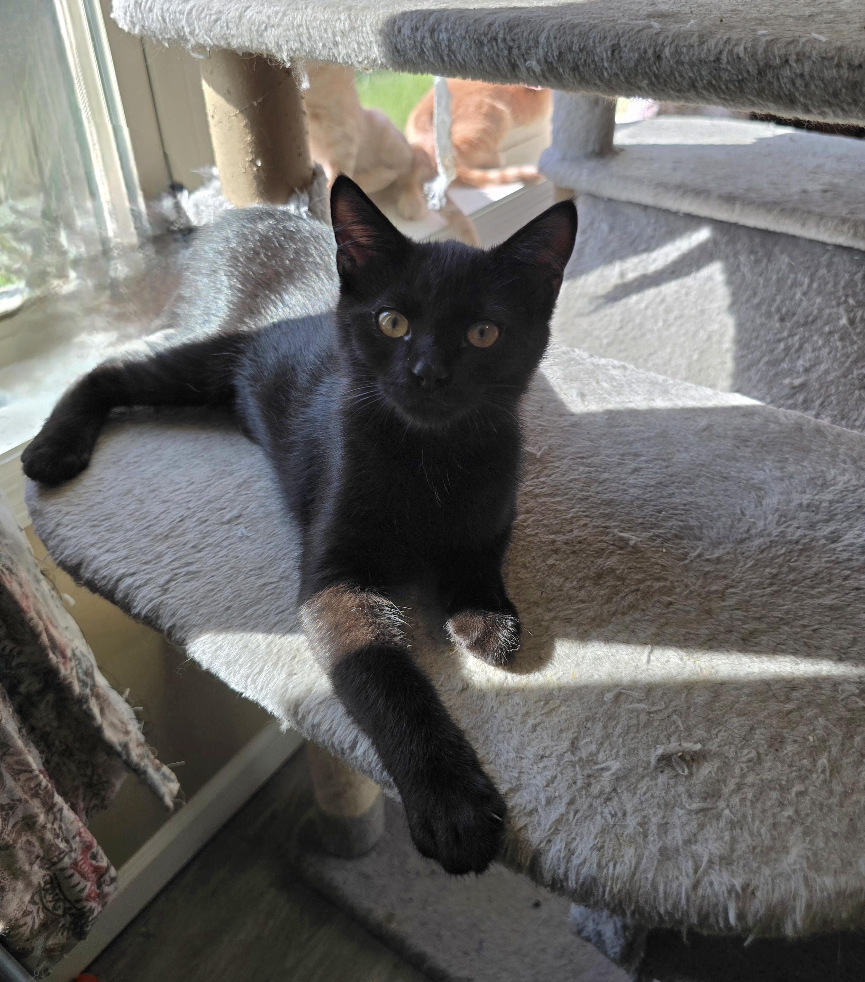 Enlarge Pesto, a Adoptable mixed breed in Big Lake, MN image 3/6