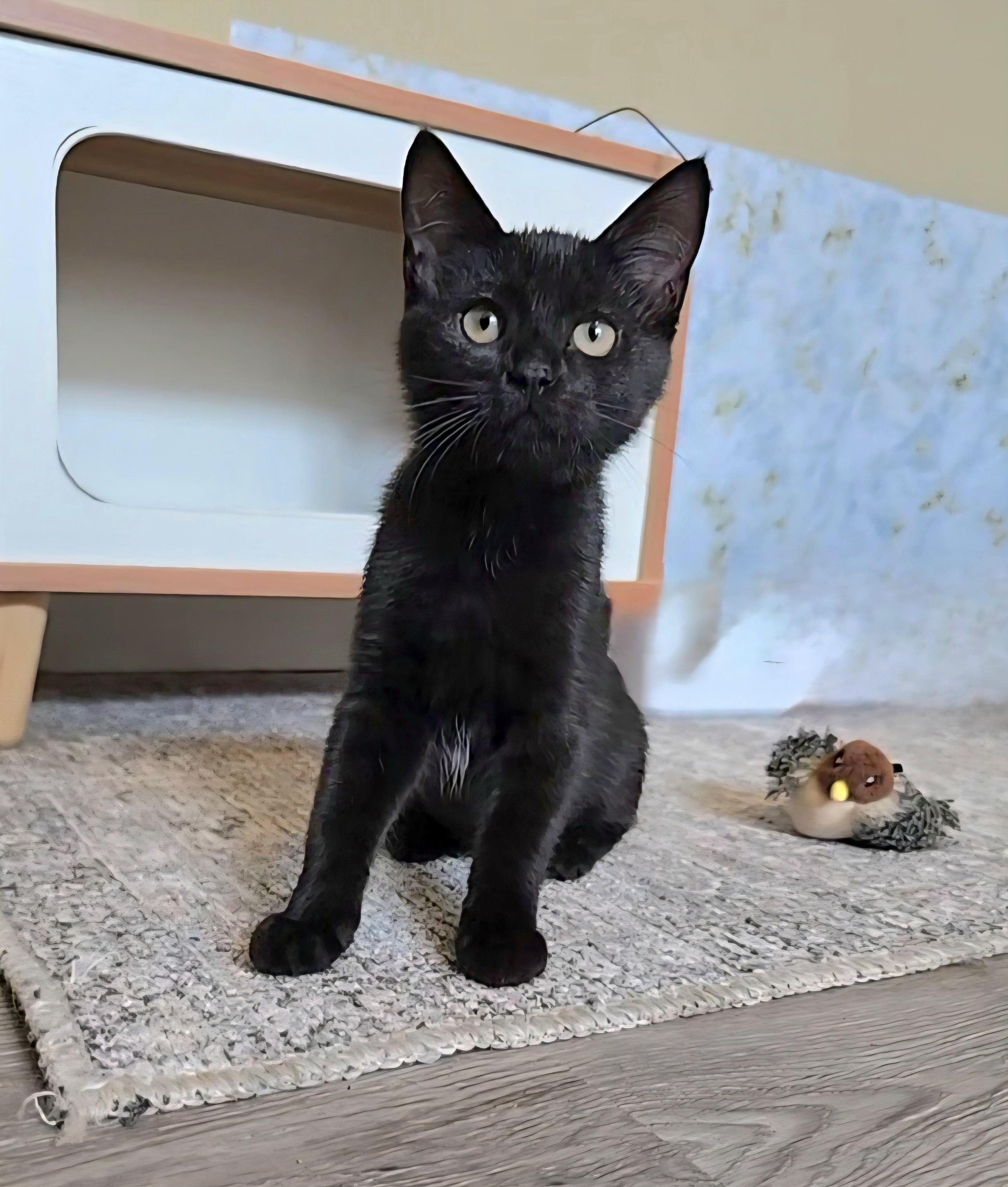 Enlarge Pesto, a Adoptable mixed breed in Big Lake, MN image 4/6