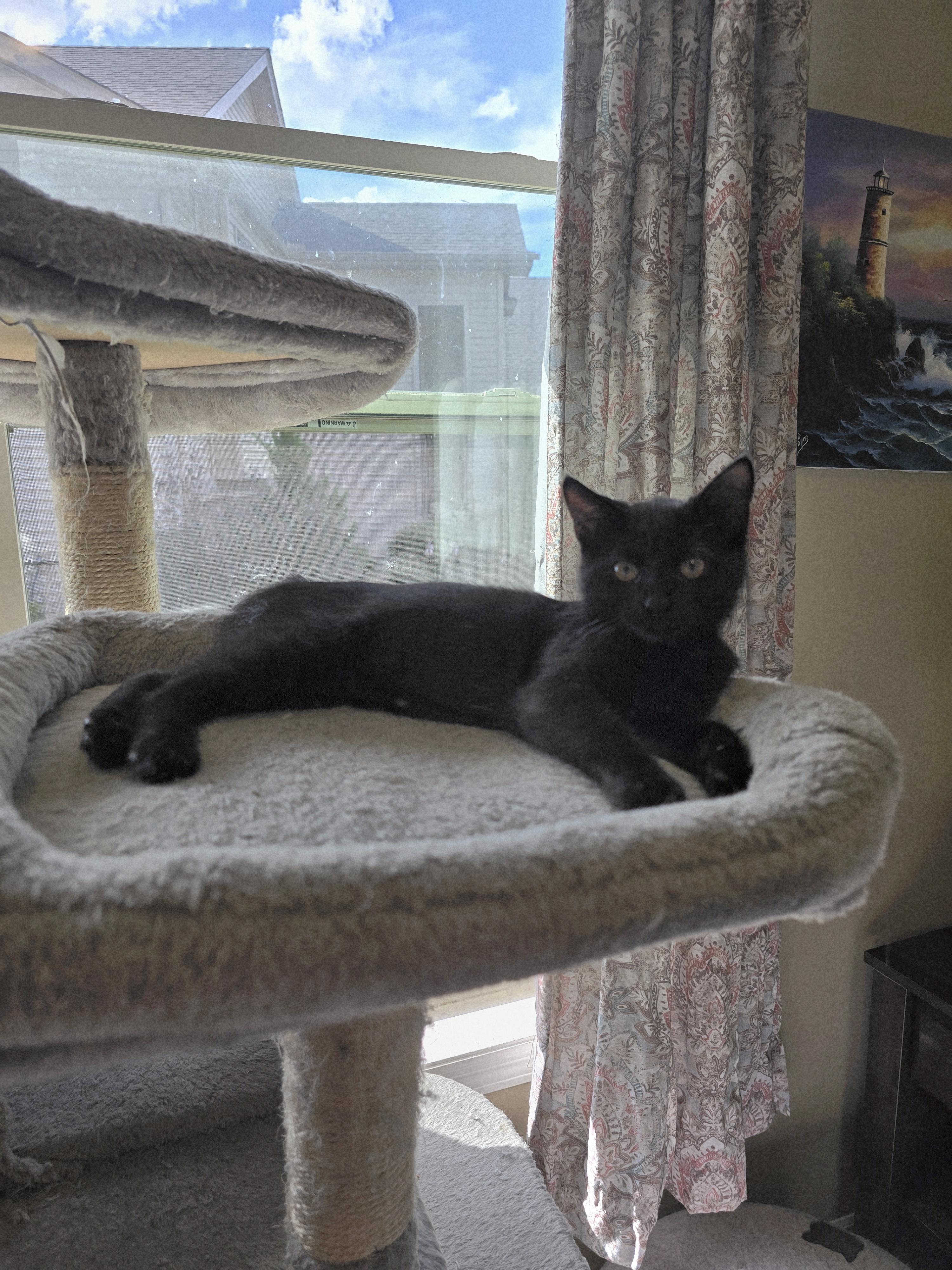 Enlarge Pesto, a Adoptable mixed breed in Big Lake, MN image 6/6