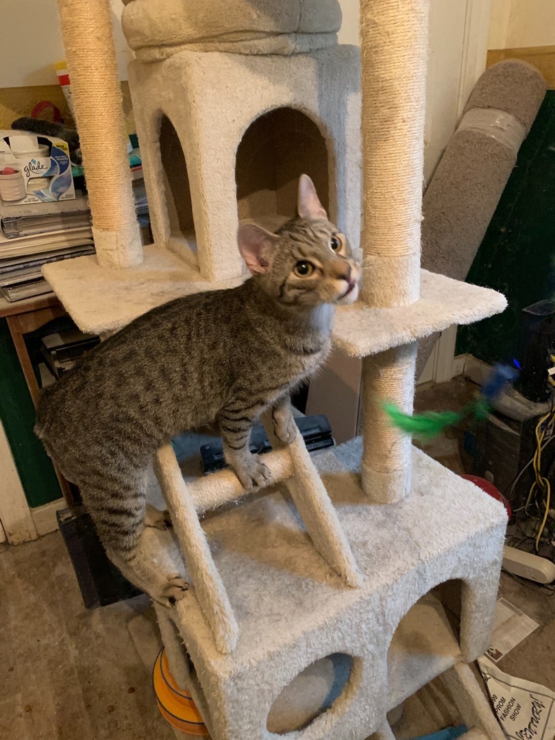 Oliver, Adoptable, Adult Male Domestic Short Hair.