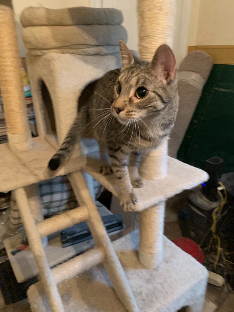 Oliver, a Adoptable mixed breed in Covington, KY image 2/9